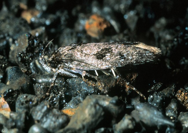 flightless moth in cinders