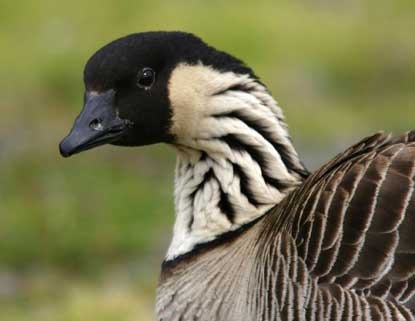 The native hawaiian goose, nene The native hawaiian goose, nene