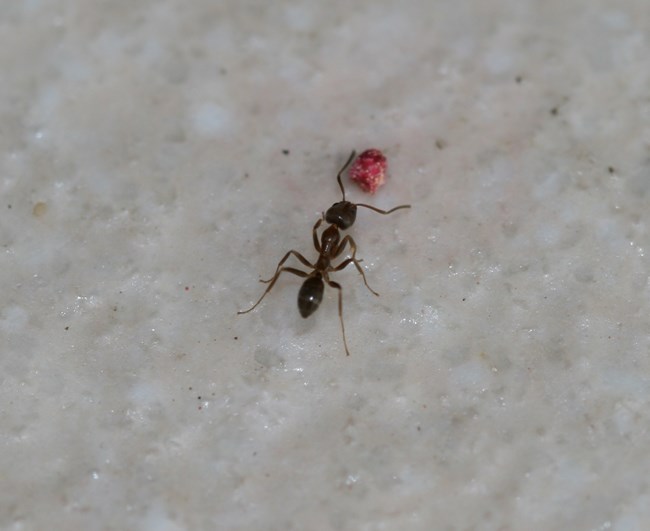 dark colored ant on a white background