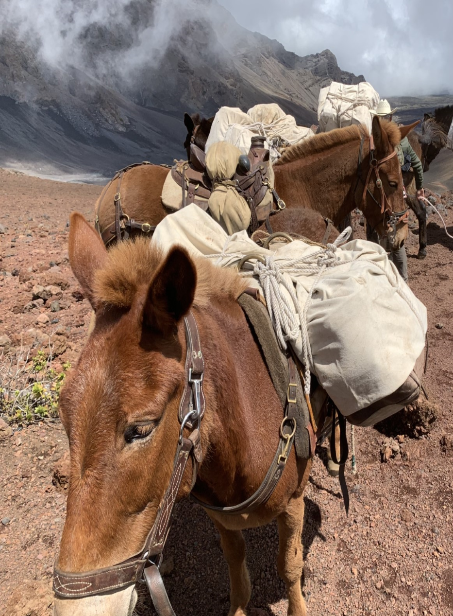 A team of brown mules stands on the trail with gear packed to their backs.