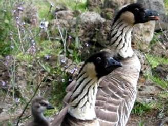 Nēnē family with gosling