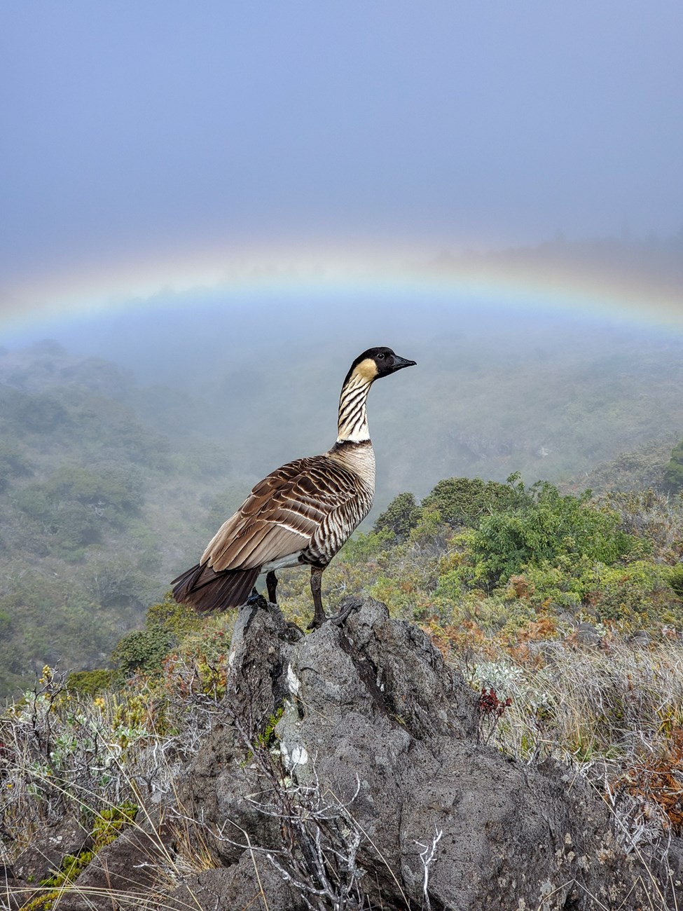 Nene under a rainbow