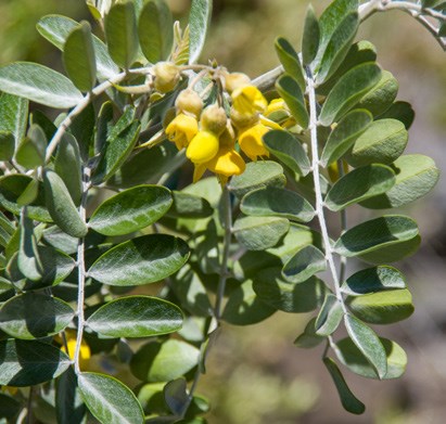 Māmane with bright yellow flowers