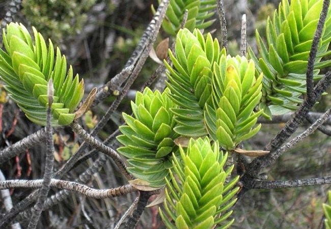 close up of Kūpaoa green leaves