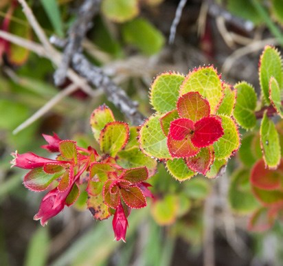 ‘Ōhelo green and red tinged leaves