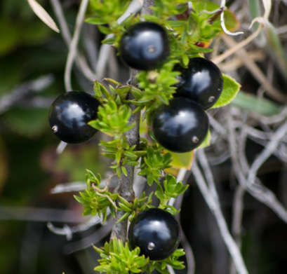 Summit District Plant Guide - Haleakalā National Park (U.S. National