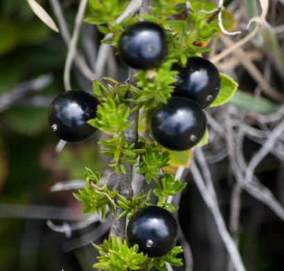 Small purple black berries of the Kūkaenēnē