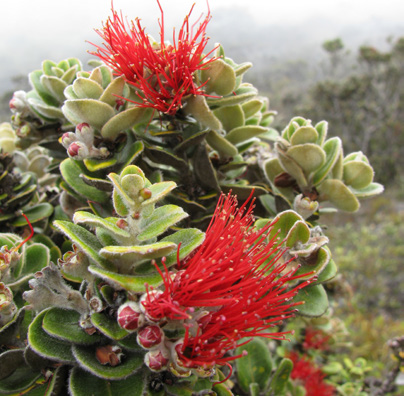 Summit District Plant Guide - Haleakalā National Park (U.S. National