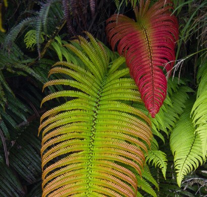 Bright green and red ‘Ama‘u fern