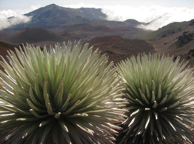 Two ‘āhinahina with crater valley in background