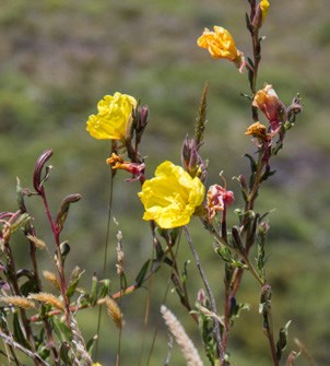 Yellow flowers of the evening primrose