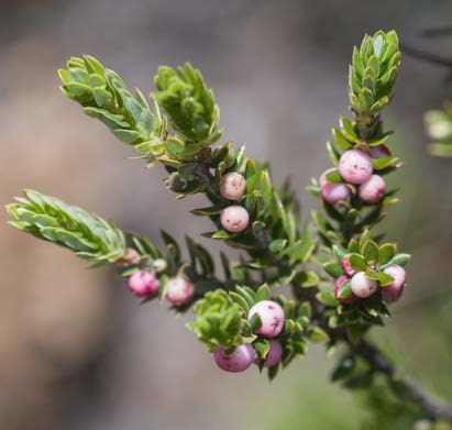 Pūkiawe plant with white/pink berries