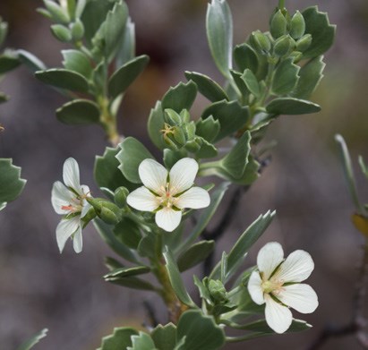 Three white nohoanu flowers