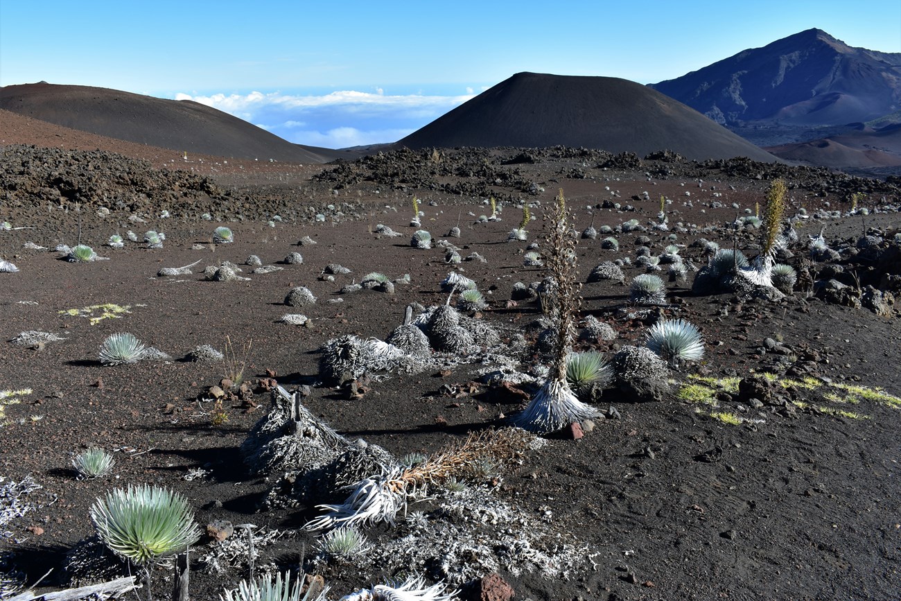 Silversword plants in a variety of stages in the crater