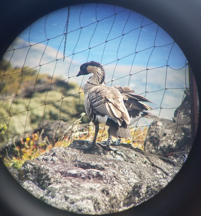 Biologist view nēnē with binoculars to determine population size and status