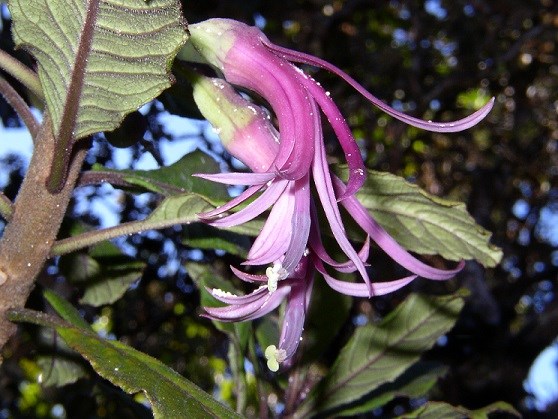 Purple clermontia samuelii Flower