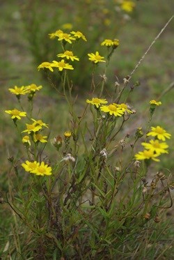 fireweed