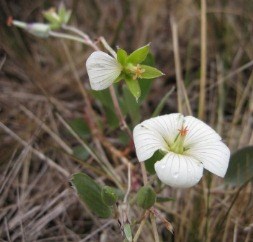 Geranium hanaense