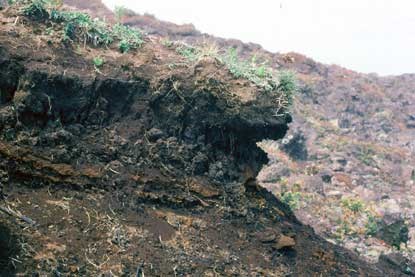 Soil erosion caused by rooting pigs--non native to the park.