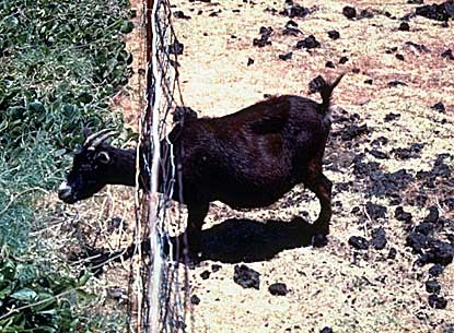 Upper Haleakala is now fenced to exclude alien goats and pigs Upper Haleakala is now fenced to exclude alien goats and pigs