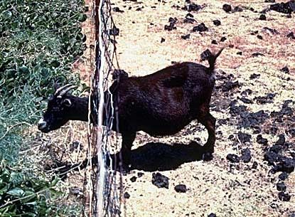 Upper Haleakala is now fenced to exclude alien goats and pigs