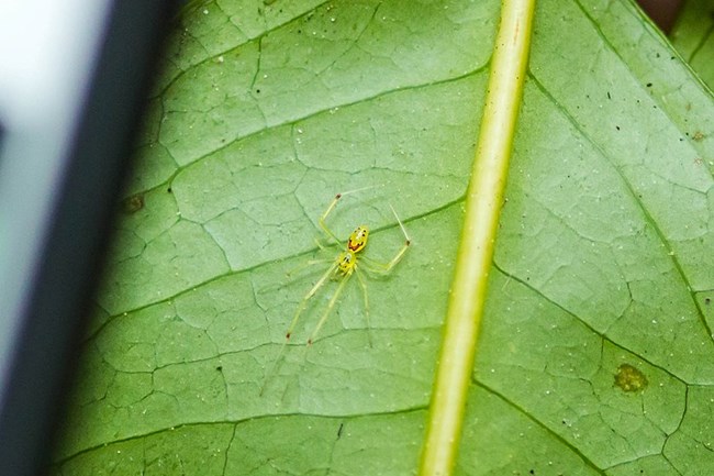 yellow spider with red markings on green leaf