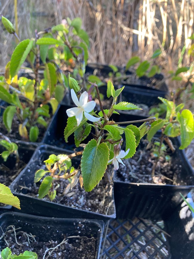 small white flowers in individual pots