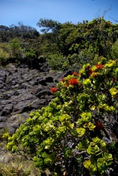 Ohia lehua in gulch