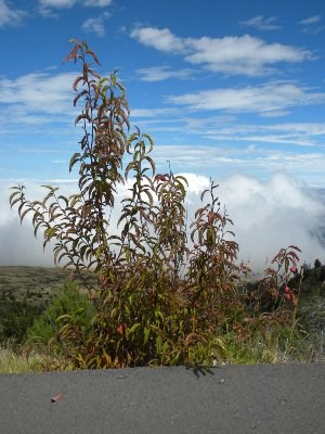 Wild roadside peach tree