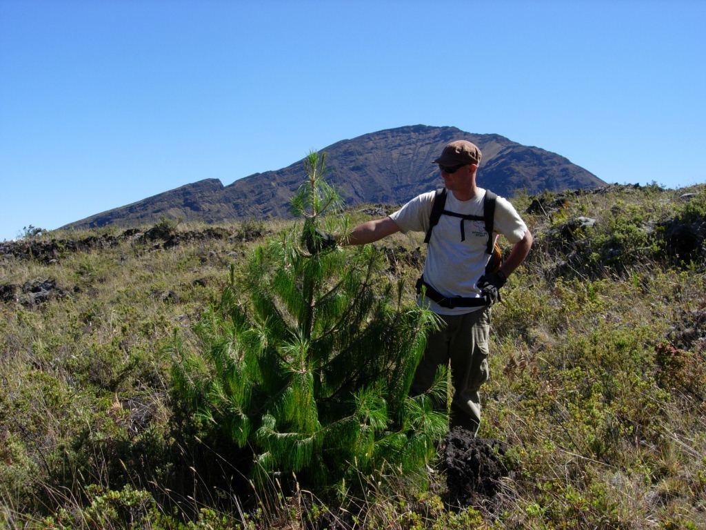 Invasive pine management