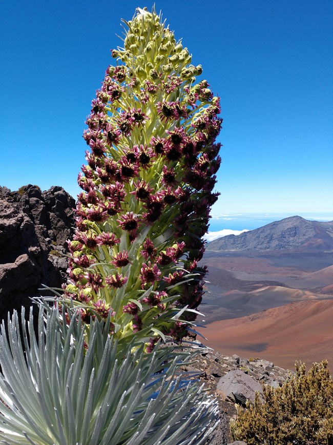 silverly low plant with tall blooming stalk and crater in background