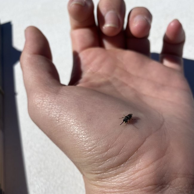 a small bee with yellow dot on face sits in the palm of a hand