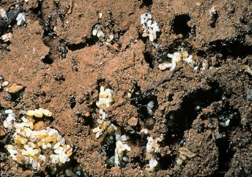 Argentine ant colony