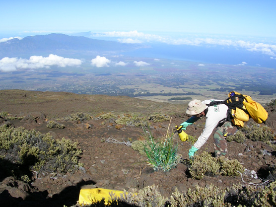 MISC employee sprays invasive pampass grass in Haleakala