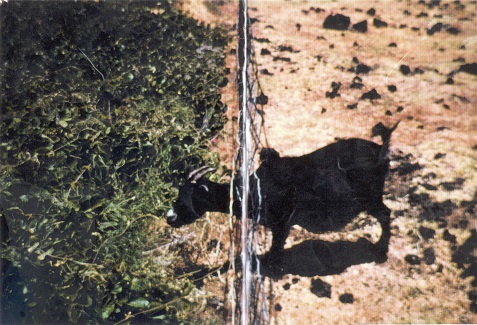 The stark contrast between land protected by fencing vs land that is damaged by goats, deer, and other non-native mammals.