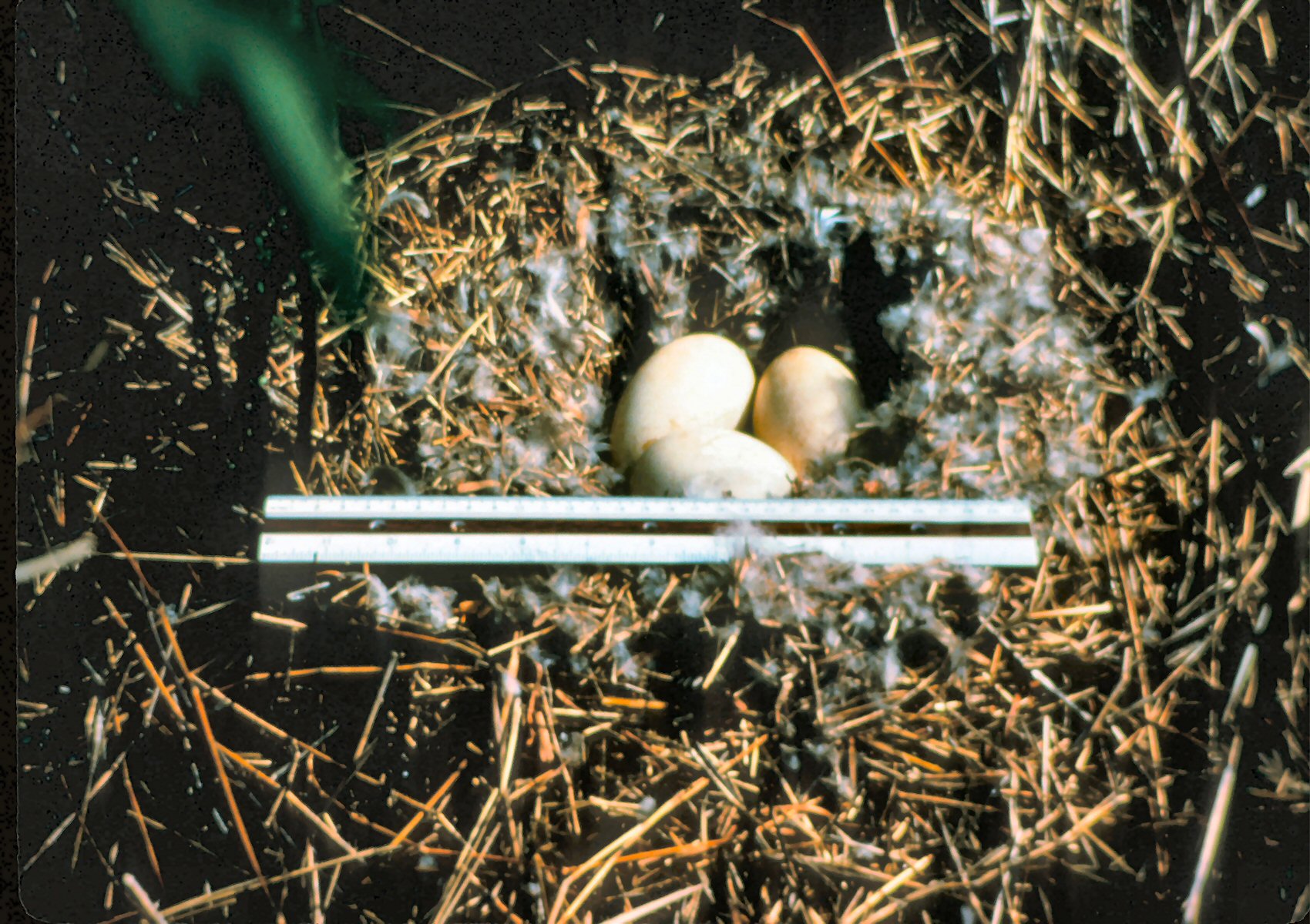 Nene eggs in a nest.