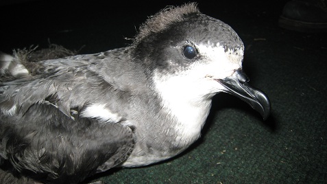 Hawaiian petrel fledgling