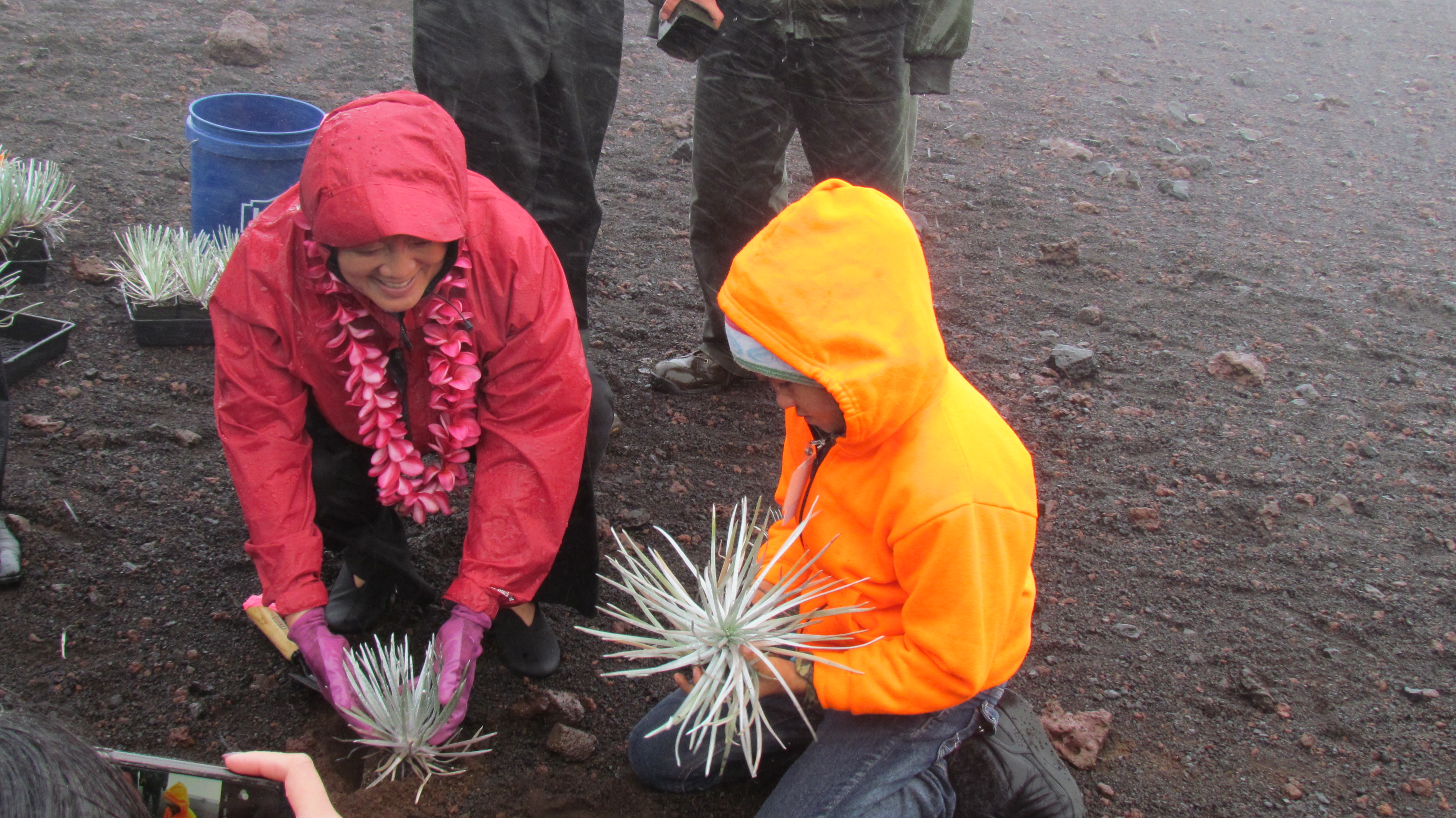 In the pouring rain, Senator Hirono plants silverswords with local fourth grade students.