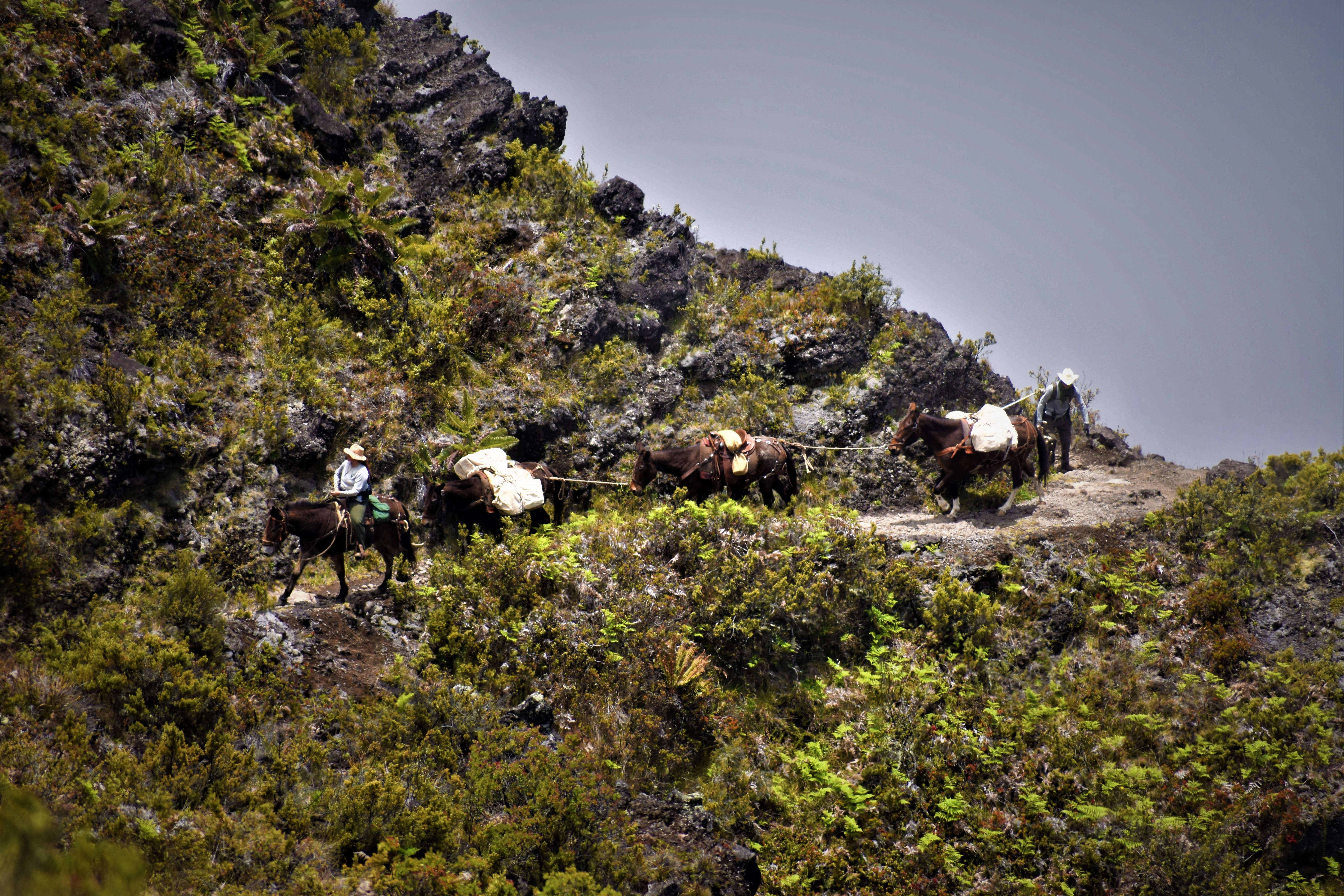 Mule Train Ascending Halemau'u Trail NPS Photo mules on the mountain side