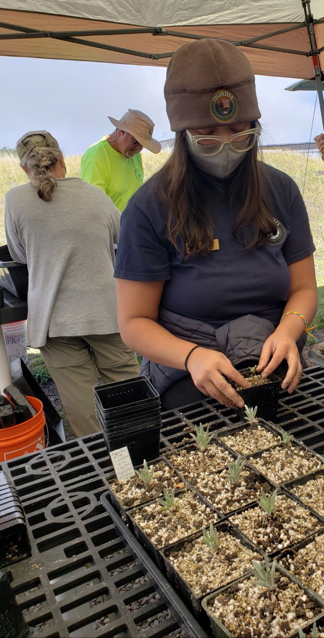 NPS Photo Community Volunteer Amabassador Maggie Reyes repots rare plants at Haleakala National Park 2021 person with dark hair replants small green plant in pot