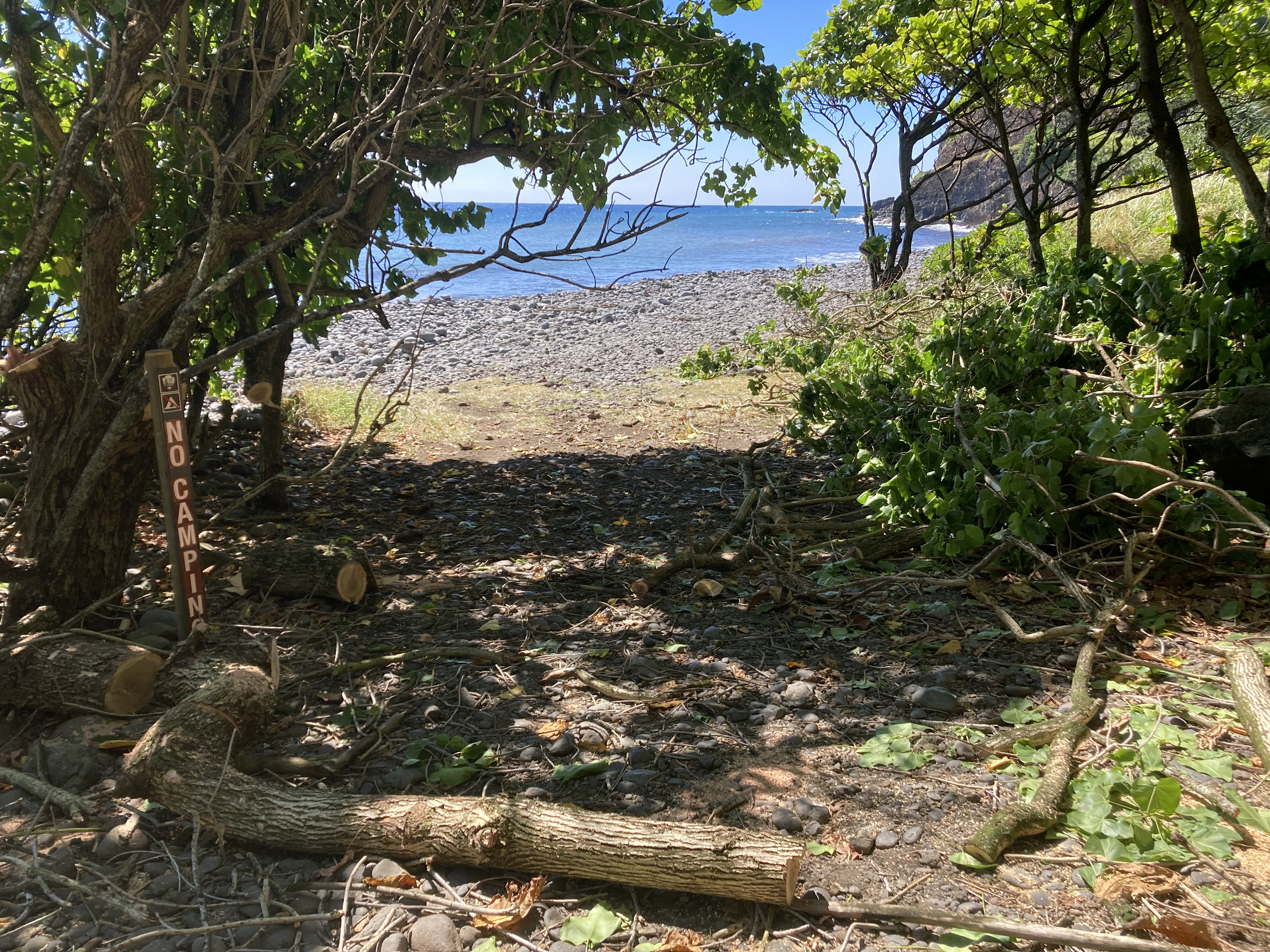 NPS Photo Milo Tree cut down at Lelekea Beach in the Kipahulu District of Haleakala February 2022 trees shading the rock beach with ocean views