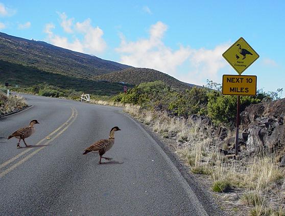 NPS Photo Nēnē crossing the road at Haleakala National Park.