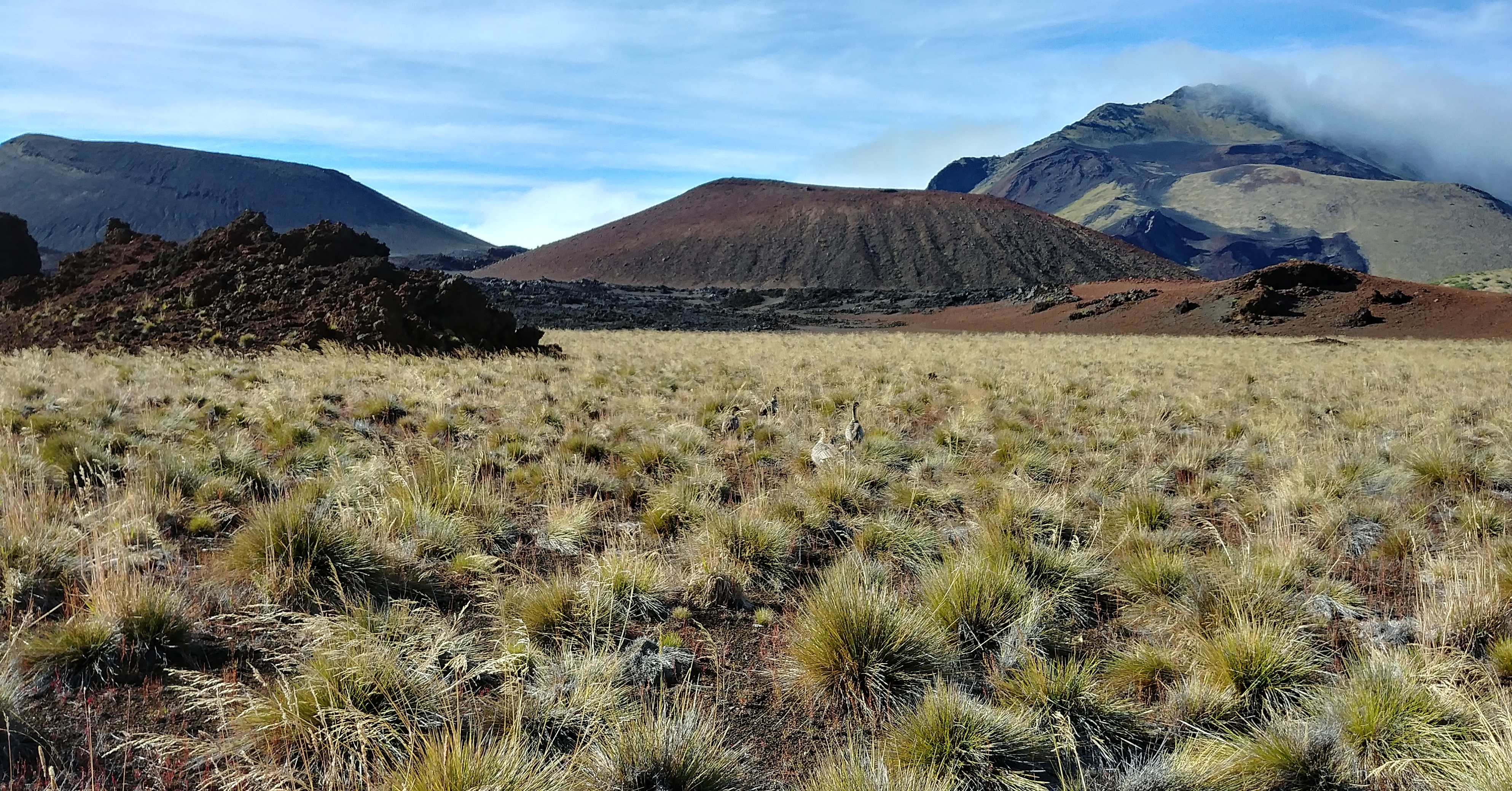 birds in grassy field among volcanic hillsides