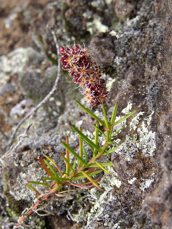 Shiedea Haleakalensis, a rare plant of the park