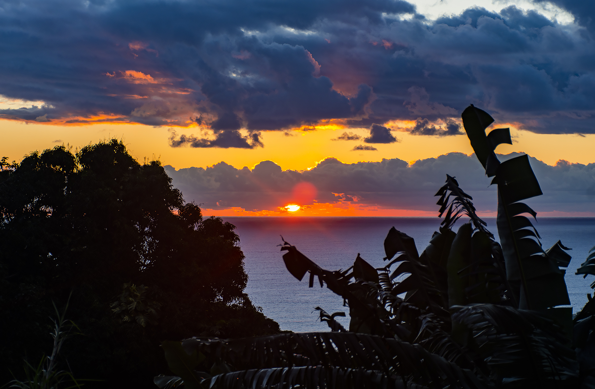 sun rising over ocean with green foliage in foreground