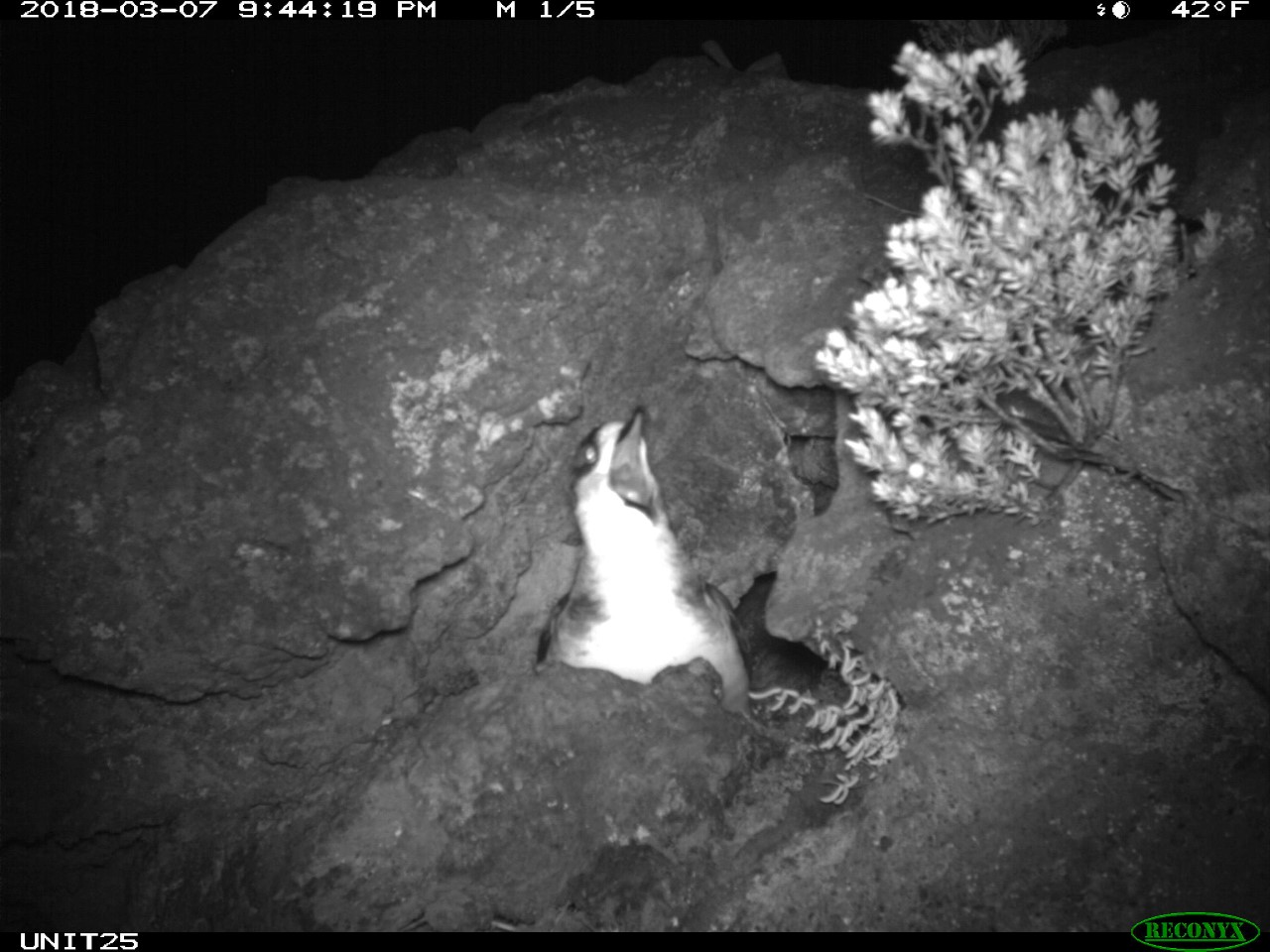Uau Maui Nui Seabird Recover Project Photo small bird in rocks with mouth open