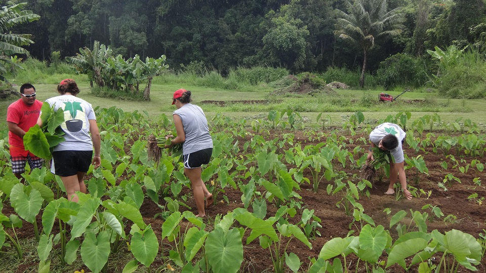 College interns working in the kalo (taro) fields