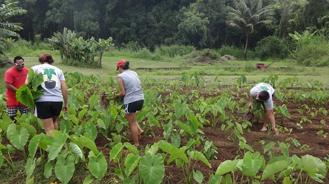 Working in the lo'i at the Kapahu Farm, in the Kīpahulu District of the park.