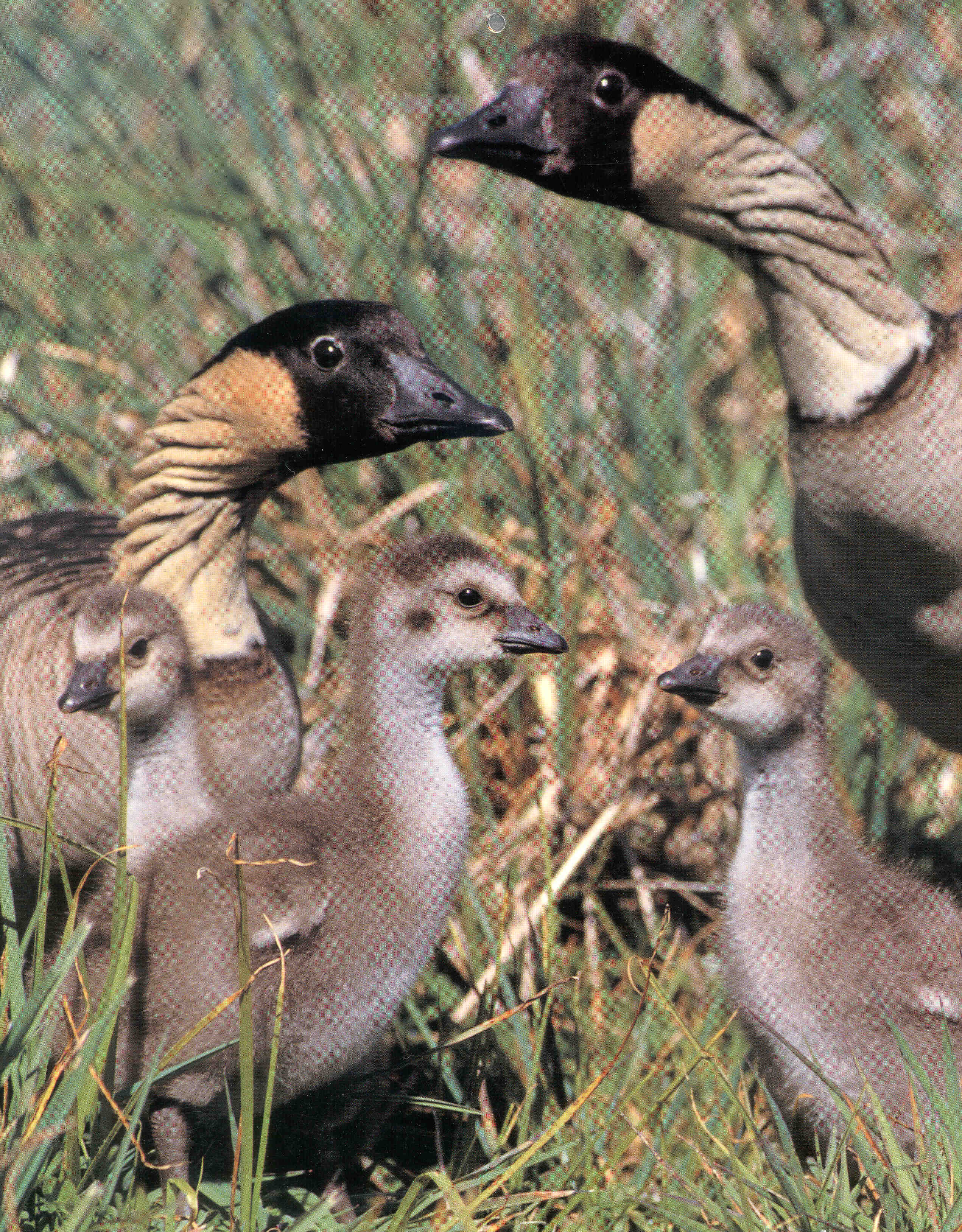 nene family closeup (1)