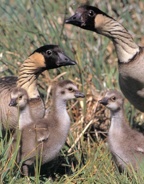 Nēnē family